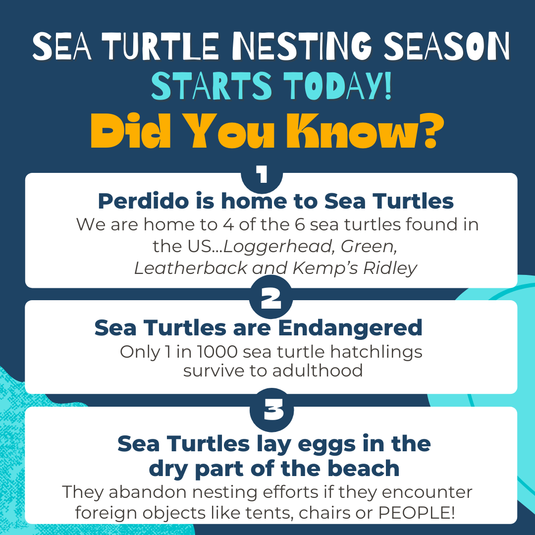 Sea Turtle Nesting Season is here